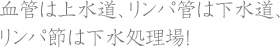 血管は上水道、リンパ管は下水道、リンパ節は下水処理場！